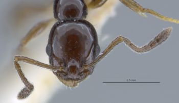 Media type: image;   Entomology 23781 Aspect: head frontal view